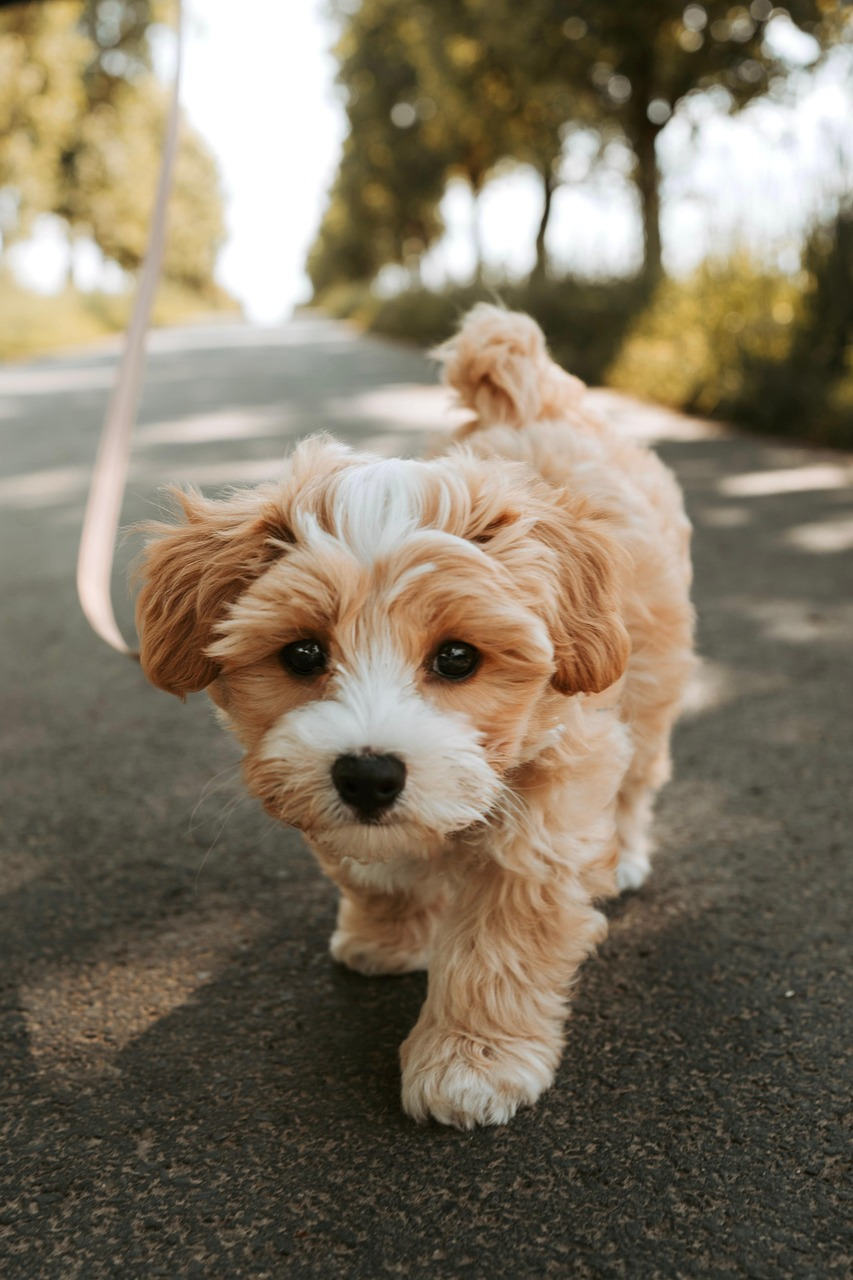 Puppy
